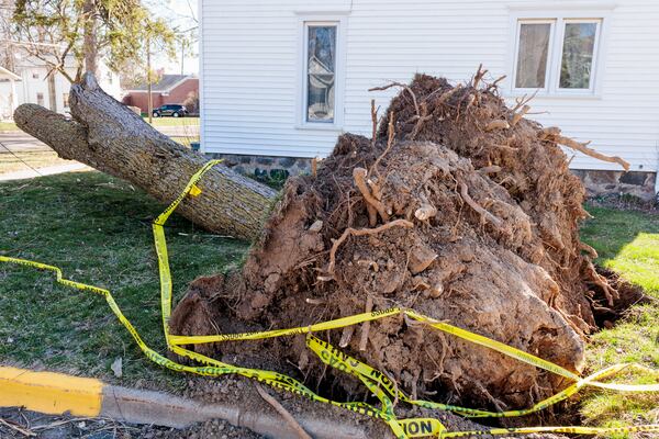 A toppled tree with its roots showing on Woodworth Street in Linden, Mich., on Tuesday, April 1, 2025. (Jacob Hamilton/Ann Arbor News via AP)