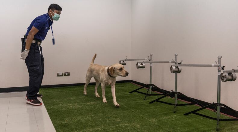 Sweat samples, some from COVID-19 patients, are used to train Bobby, a labrador, at Chulalongkorn University in Bangkok, May 14, 2021. In Thailand and around the world, dogs are being trained to sniff out the coronavirus in people. So far, the results have been impressive. (Adam Dean/The New York Times)