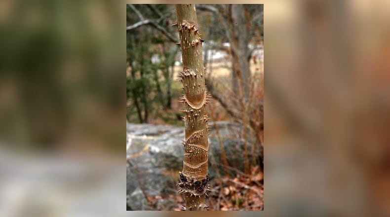 The Devil’s walking stick (Aralia spinosa) is a small, native Georgia tree known for the viciously sharp spines on its trunk. Shown here is the trunk with the spines, leaf scars and bark. Contributed by Creative Commons/Wikipedia