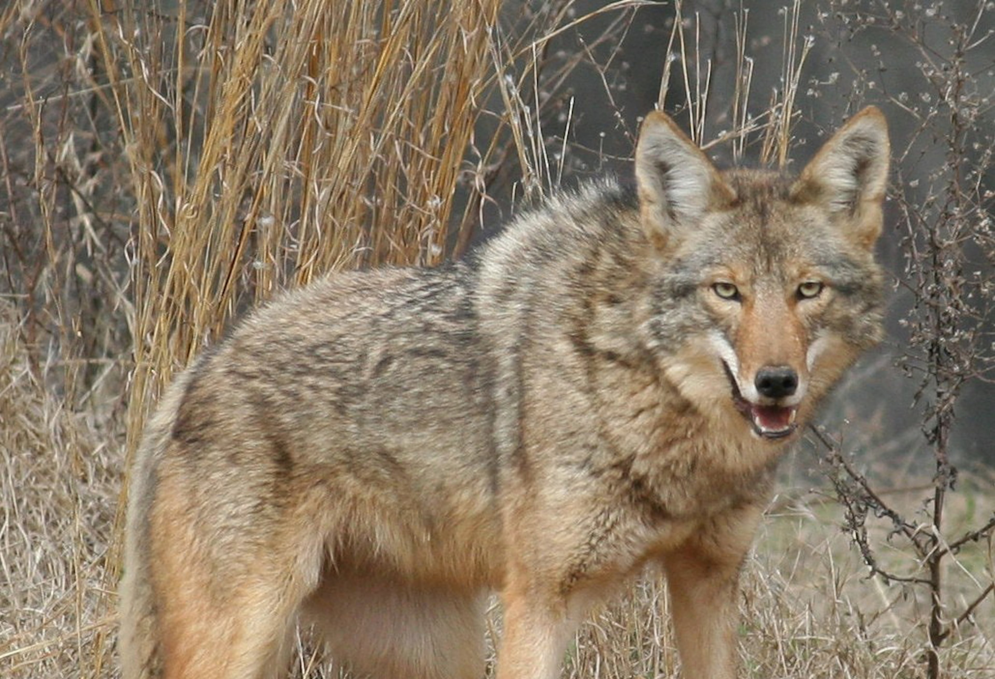 Coyotes, like the one in this photo, have proliferated across Georgia and the Southeast. (Steve Kyles/Georgia DNR)