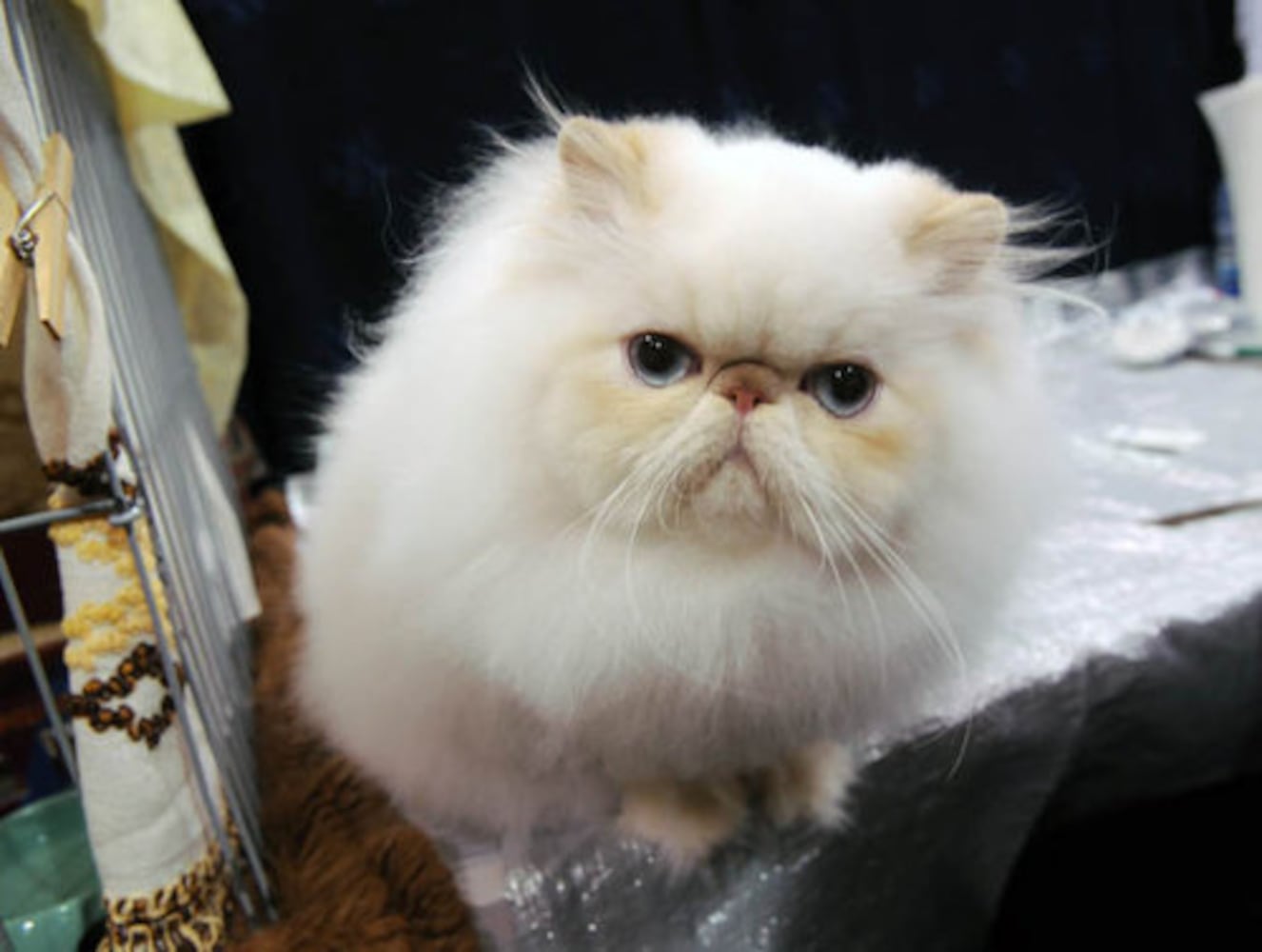 Cotton States Cat Club CFA Championship