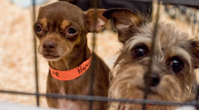 Dogs up for adoption.