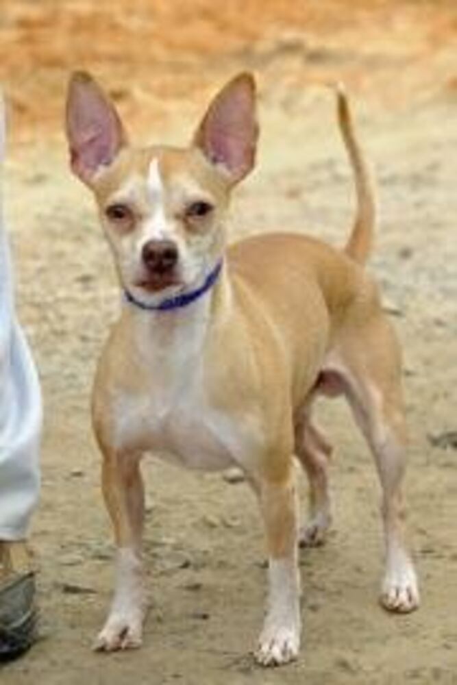 Help Atlanta's adoptable pets find a home: Mar. 24