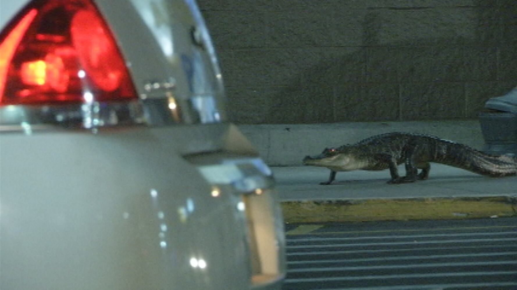 Gator at Apopka Walmart