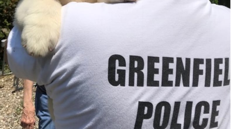 Officer Donut, a 9-week-old Saint Bernard puppy, will begin work as a comfort dog. (Photo: Greenfield Police)