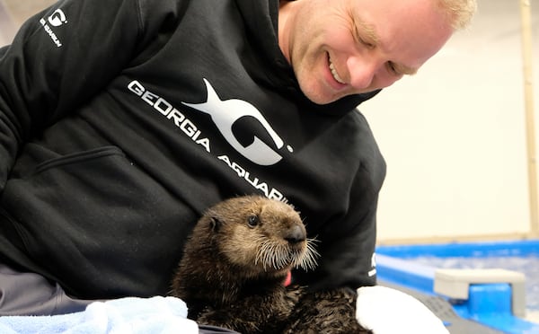 Mara is about 10 weeks old, and is one of two sea otter pups that have been adopted by the Georgia Aquarium after being stranded on the California coast. She is seen here with Dennis Christen, senior director of zoological operations. CONTRIBUTED: GEORGIA AQUARIUM