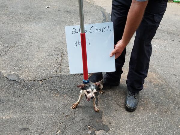 More than 20 dogs were seized from the home. (Credit: Hogansville Police Department)