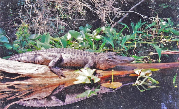 During severe drought, alligators like this one in the Okefenokee Swamp dig deep holes to hold water. “Gator holes” mean survival not only for the alligator, but for many other plants and animals as well. 
