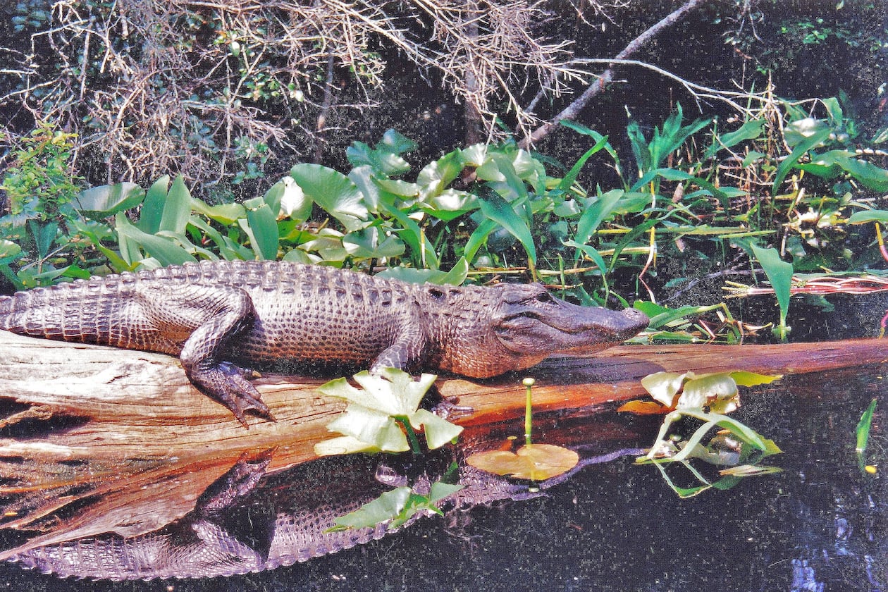 During severe drought, alligators, like this one in the Okefenokee Swamp, dig deep holes to hold water. “Gator holes” mean survival not only for the alligator, but for many other plants and animals as well. (Courtesy of Charles Seabrook)