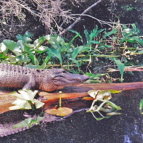 During severe drought, alligators, like this one in the Okefenokee Swamp, dig deep holes to hold water. “Gator holes” mean survival not only for the alligator, but for many other plants and animals as well. (Courtesy of Charles Seabrook)