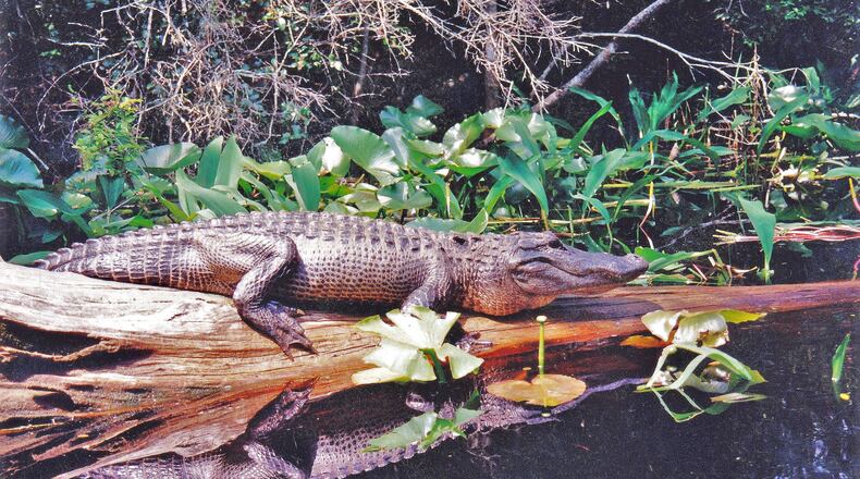During severe drought, alligators, like this one in the Okefenokee Swamp, dig deep holes to hold water. “Gator holes” mean survival not only for the alligator, but for many other plants and animals as well. (Courtesy of Charles Seabrook)