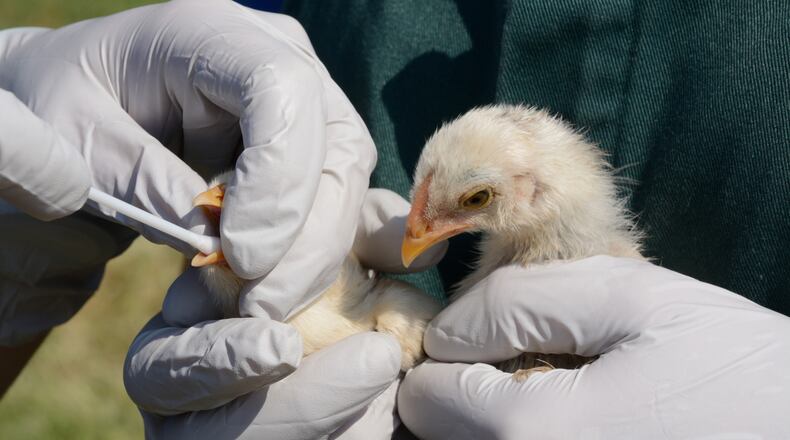 Swabbing chicks to test for avian influenza. (Dorothy Merrimon Crawford/Dreamstime/TNS)