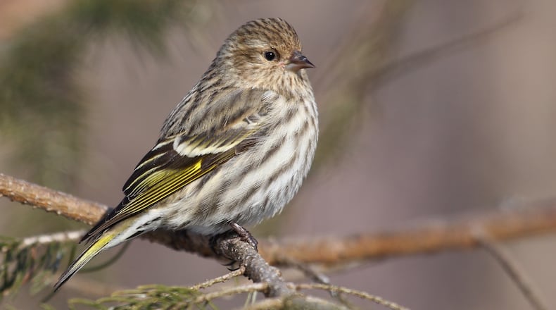 The pine siskin, shown here, is a native of coniferous forests as far north as northern Canada and central Alaska. During winters when food is scarce on their home range, pine siskins will head south in large numbers known as an irruption. (Courtesy of Cephas / Creative Commons)