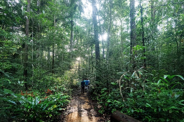 Environmentalists walk through the Caxiuana National Forest, Para state, Brazil, near the Esecaflor project, where scientists mimic drought to understand how the rainforest might respond to a drier future Saturday, March 22, 2025. (AP Photo/Jorge Saenz)