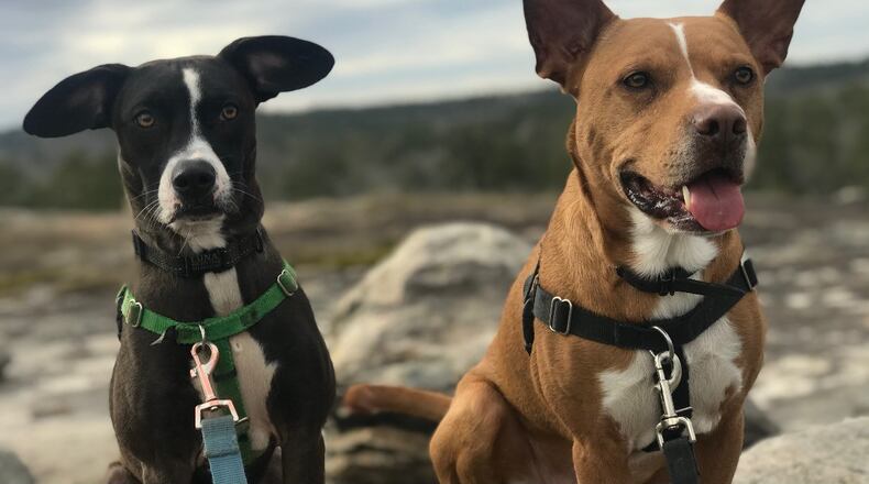 Luna, 2 ,and Anubis, 4, are rescue dogs adopted by Jenny Kim, 28, of East Point. Both dogs were attacked and bitten by a large unleashed dog in early December after exiting a nature park near Kim's home. Courtesy of Jenny Kim