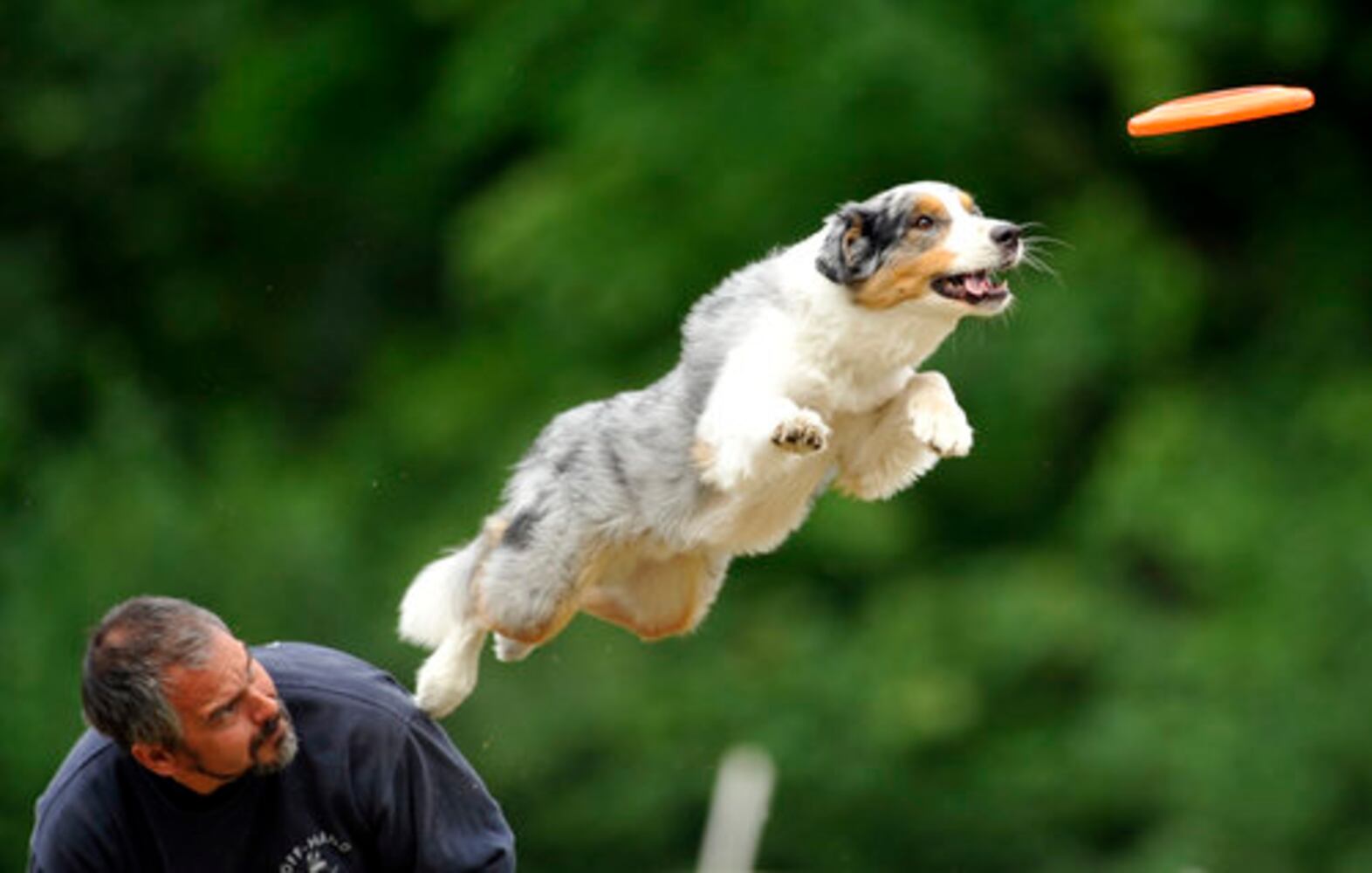 Dogs go for discs at the Skyhoundz Disc Dog Championship