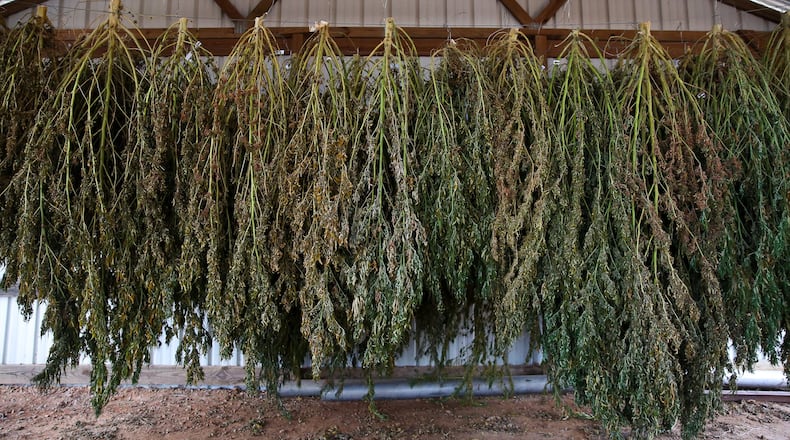 Hemp is dried after being harvested at the University of Georgia’s Durham Horticulture Farm in Watkinsville, Ga., on Tuesday, Oct. 15, 2019. With the Hemp Farming Act signed earlier this year the university is researching how to grow hemp in Georgia’s climate and whether it will be viable for farmers. (Photo/Austin Steele for the Atlanta Journal-Constitution)