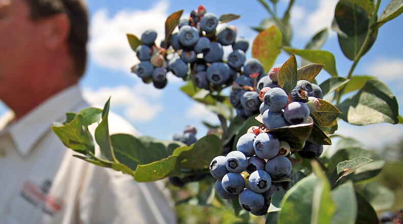 June 19, 2012 - Griffin, Ga: Rabbit Eye Blueberries are shown next to University of Georgia Professor of Horticulture Scott NeSmith at the Westbrook Farm at the University of Georgia Griffin Campus Tuesday afternoon in Griffin, Ga., June 19, 2012. NeSmith grows many varieties and has a 5-acre blueberry plot. Blueberries have now surpassed peaches as Georgia's top fruit crop. JASON GETZ / JGETZ@AJC.COM