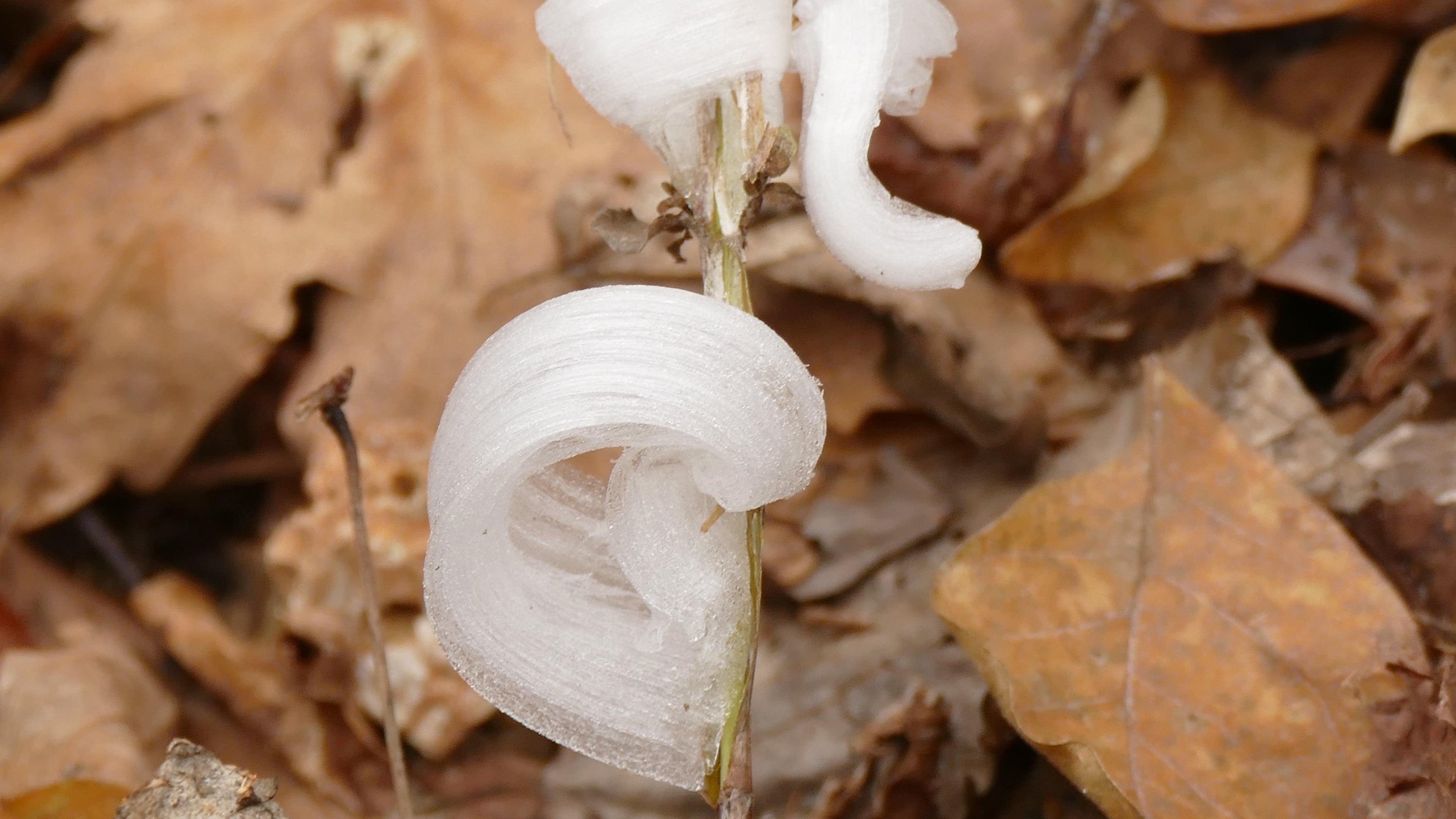This photo provided by Alan Templeton shows a frost flower at the Weldon Spring Conservation area Tuesday, Nov. 11, 2025, in St. Charles County, Mo. (Alan Templeton via AP)
