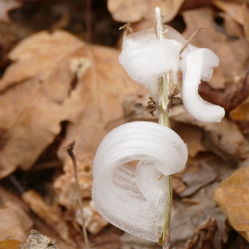 This photo provided by Alan Templeton shows a frost flower at the Weldon Spring Conservation area Tuesday, Nov. 11, 2025, in St. Charles County, Mo. (Alan Templeton via AP)