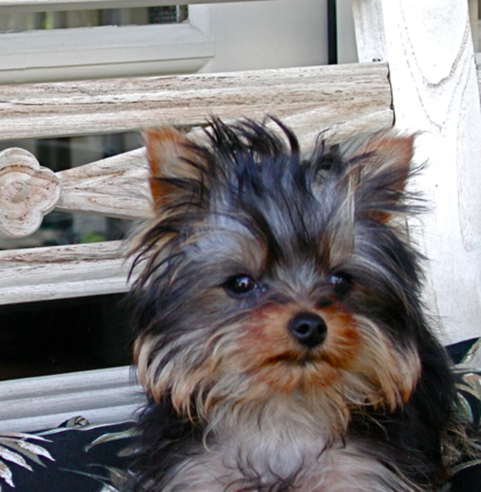 Atlanta's Top Dogs: 6. Yorkshire terriers