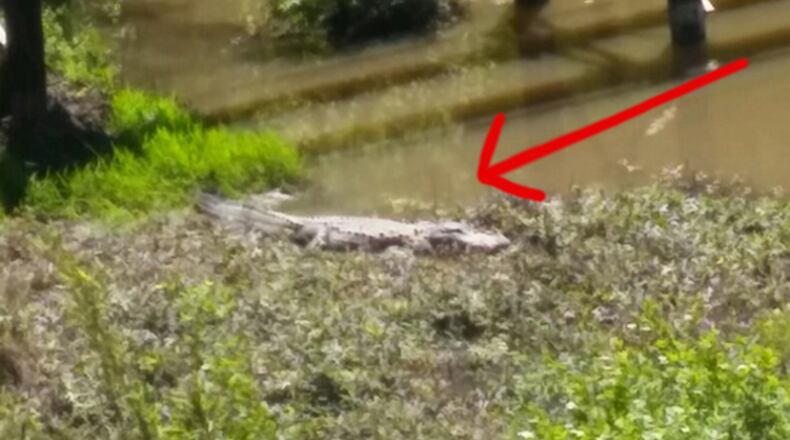 A 6-foot alligator was spotted in Peachtree City’s Flat Creek in April. Since then, locals have been trying to get a closer look. (Credit: Channel 2 Action News)