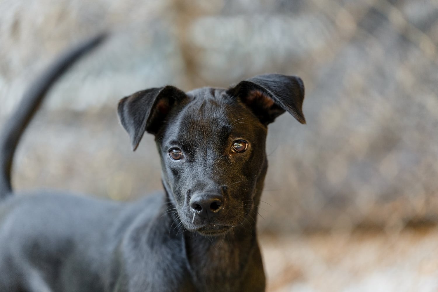 Adoptable Friends from PAWS Atlanta