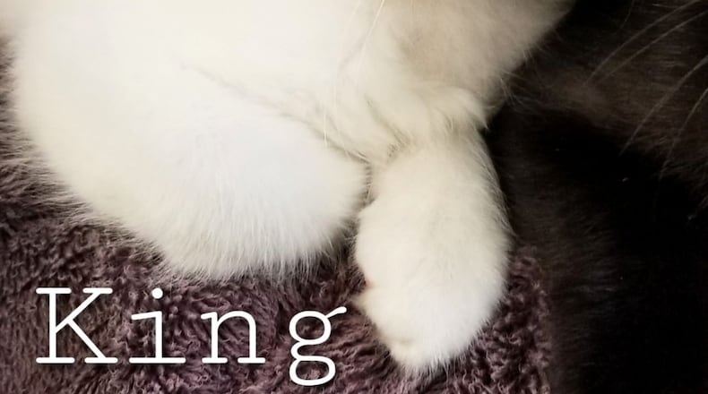 A program to allow nonprofit groups to trap, neuter, vaccinate and return unowned cats outdoors is meant to reduce the stray population in Peachtree City. Courtesy Fayette County Animal Control