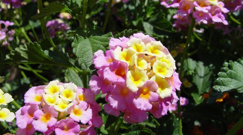 Lantanas with pastel hues are a cottage gardener’s dream all summer long. (Maureen Gilmer)