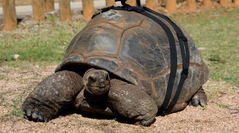 This 2016 photo shows Patches, an Aldabra tortoise at Zoo Atlanta, outfitted with a GoPro camera to record her walk to her outdoor summer habitat, near the new reptile house. (Courtesy of Zoo Atlanta/AJC file photo)