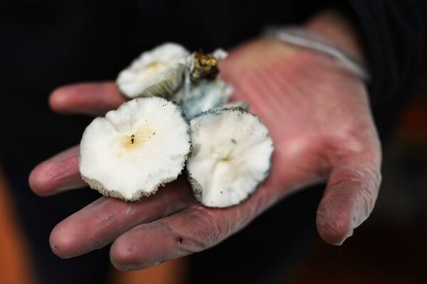 Matt Metzger, a Marine Corps combat veteran, displays Psilocybe cubensis mushrooms Wednesday, March 26, 2025, in Olympia, Wash. (AP Photo/Lindsey Wasson)