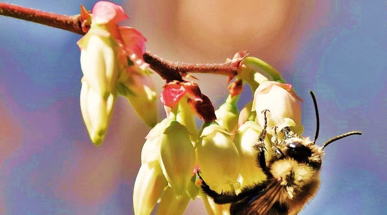 The Southeastern blueberry bee, shown here, uses the technique “buzz pollination” to gather pollen from blueberry flowers. The bee is most active in the spring when blueberries are blooming. CONTRIBUTED BY ELLEN HONEYCUTT