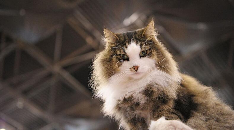 Cats and dogs at an Indiana humane society will benefit from a woman's trust fund.