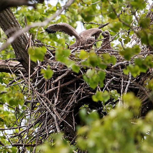 Two eaglets sit in their nest in Chicago's South Deering neighborhood on Thursday, May 7, 2026. (Chris Sweda/Chicago Tribune via AP)