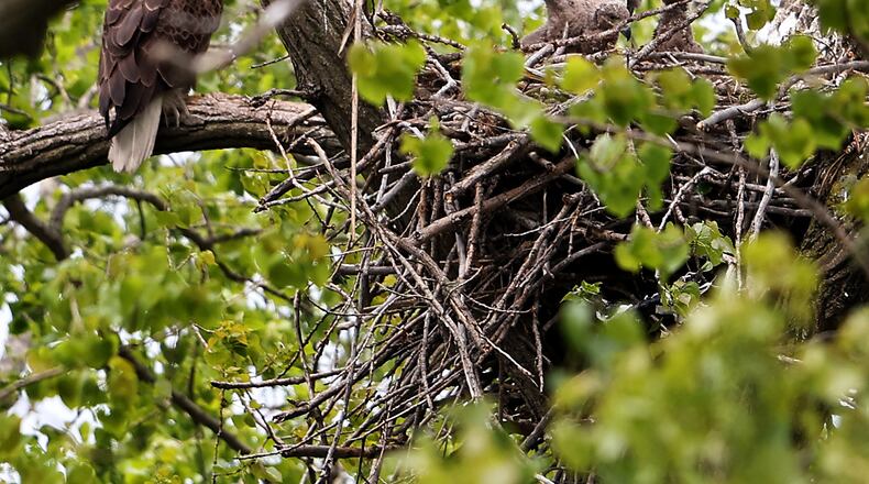 Two eaglets sit in their nest in Chicago's South Deering neighborhood on Thursday, May 7, 2026. (Chris Sweda/Chicago Tribune via AP)
