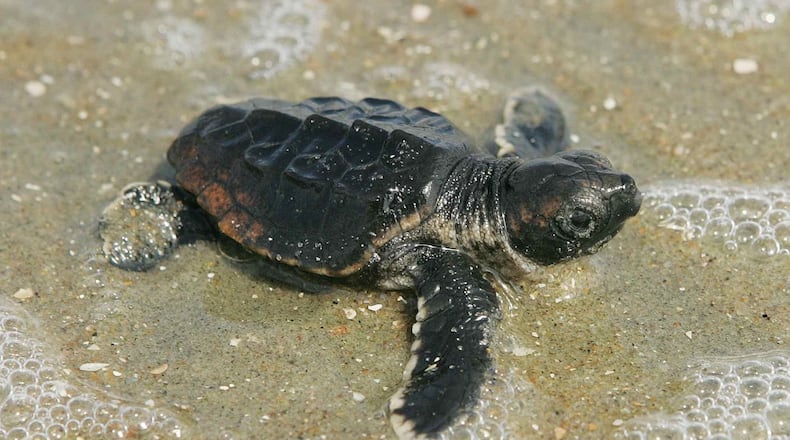 Newly hatched baby loggerhead sea turtles like this one, about the size of a half dollar, are emerging from their sandy nests on Georgia’s barrier islands and scurrying across beaches to reach the Atlantic Ocean, where they might grow to adulthood. Few of them, though, will survive that long. STEVE HILLEBRAND, U.S. FISH AND WILDLIFE SERVICE
