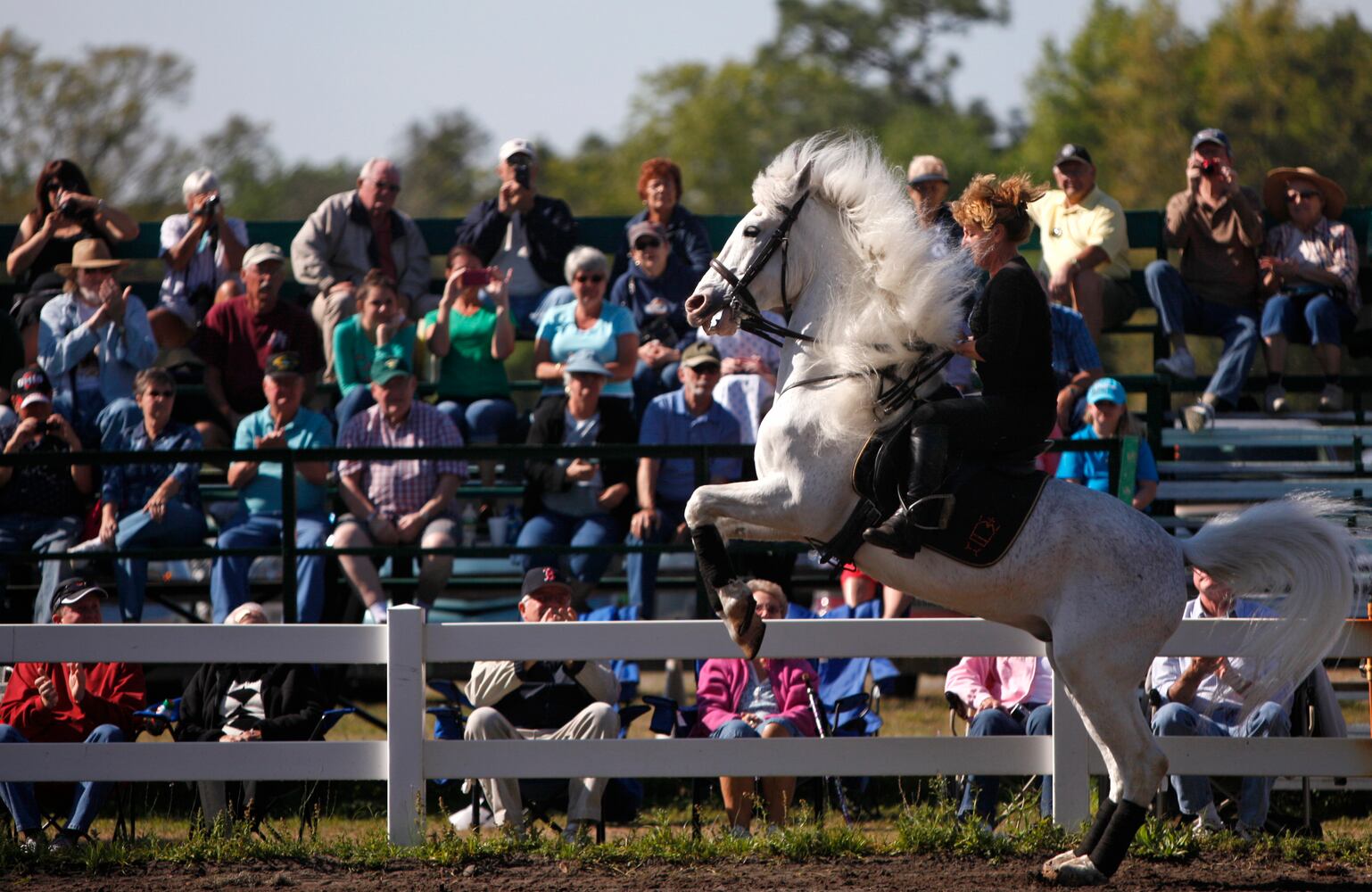 Lipizzaner Stallions