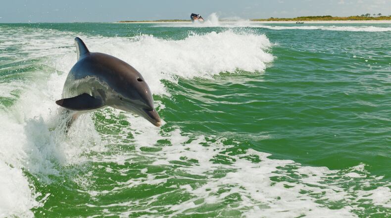 Take a boat ride alongside playful dolphins at the Florida Aquarium.
