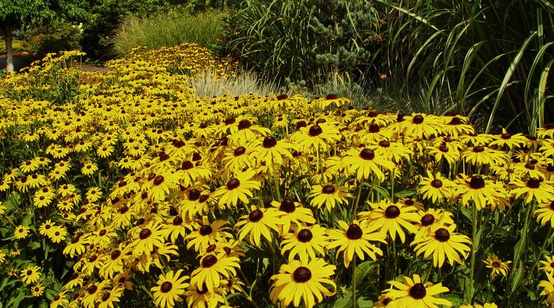 Black-eyed-Susan is a great example of a common name kids remember. (Maureen Gilmer/TNS)