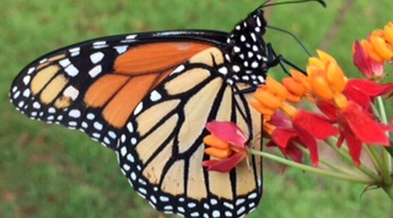 Mary Umlauf submitted this photo. “This is my only Monarch butterfly this year, feeding on tropical milkweed flowers,” she wrote. “I planted milkweed to attract Monarchs to lay eggs. Last year I had several caterpillars. This year I have just one Monarch visitor. Now I will wait.”