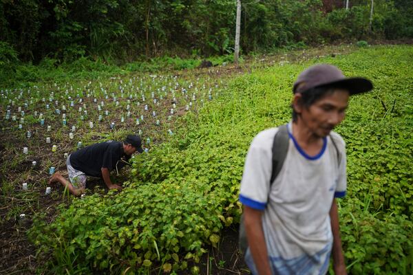 A farmer tends to a patchouli plantation in Simboro, West Sulawesi, Indonesia, Wednesday, Feb. 26, 2025. (AP Photo/Dita Alangkara)