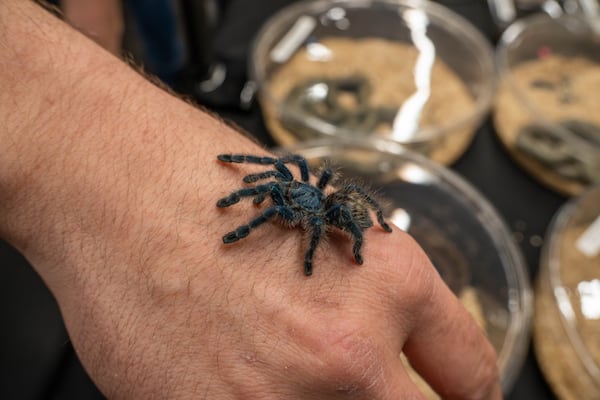 Reptiles, arachnids and more are stars of the Southeast Reptile Expo at Gas South Convention Center on Saturday and Sunday. (Courtesy of Southeast Reptile Expo)