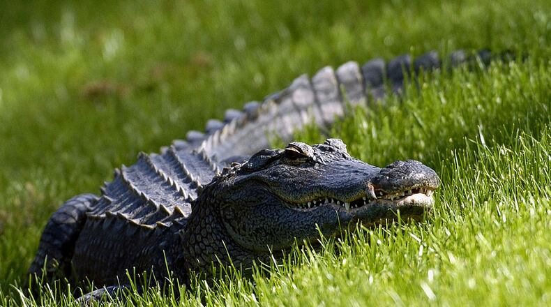 A Florida alligator watches the action from the ninth fairway during a PGA Tour's Players Championship tournament. A gator like this one was caught on camera herding baby alligators across a Charlotte County, Florida golf course.