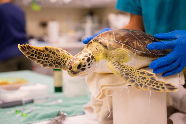 The Jekyll Island Historic District shopping area is located adjacent to one of the island's biggest tourism draws, the Georgia Sea Turtle Center. (photo courtesy of Jekyll Island Authority)