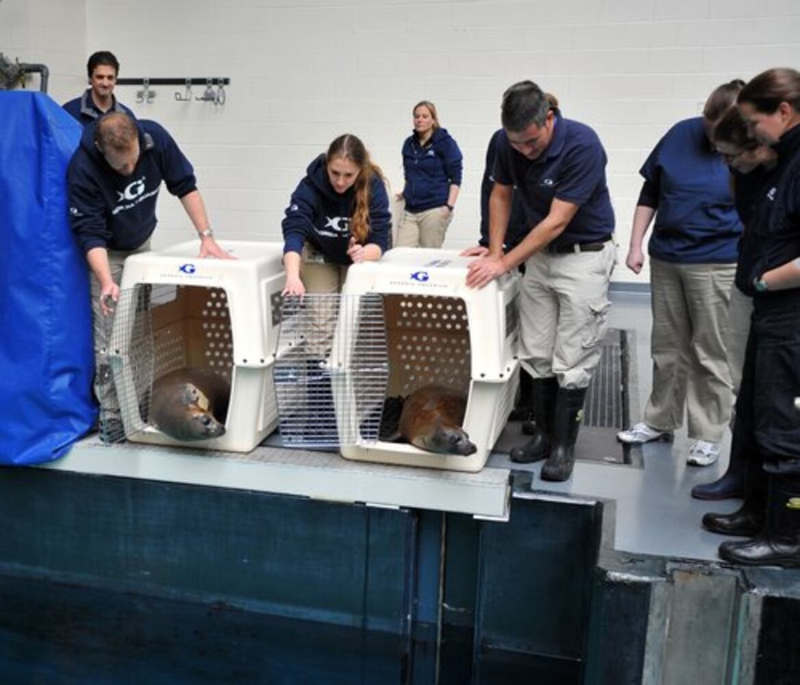 Georgia Aquarium welcomes new harbor seals