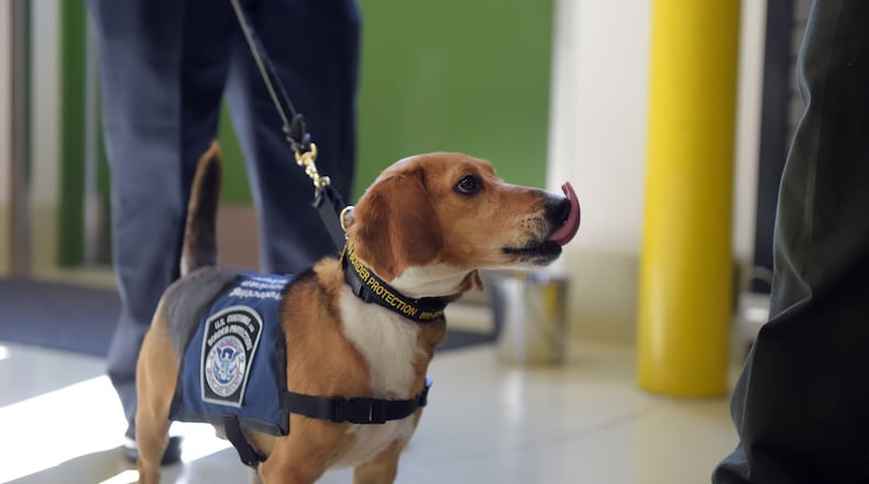 MARCH 16, 2017 NEWNAN U.S. Customs and Border Protection Agriculture Specialist Amabelle Gella and âMurray,â K9 Beagle, perform a search during a demonstration at the National Detector Dog Training Center in Newnan, Thursday, March 16, 2017. Murray was rescued in the Northeast Georgia Animal Shelter after sustaining obvious injuries. After his rescue, he was trained as an agriculture detector dog through the USDA. He'll work at Hartsfield Jackson International Airport. KENT D. JOHNSON/AJC