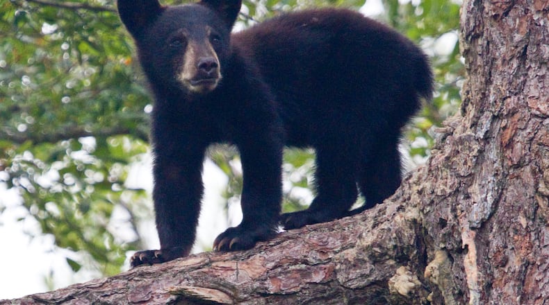 Black bear cubs, like this 7-month-old cub, are born in their mothers' dens from around late January through mid-February. They may stay with their mothers until they're 18 months old. (Courtesy of U.S. Fish and Wildlife Service)