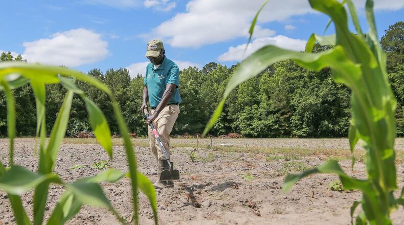 Robert "Uncle Bob" Johnson uses a hoe to clear some weeds from his filed at Promised Land Farm in Monteith. (Savannah Morning News)