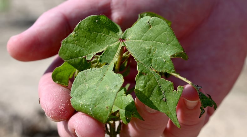 Trey Davis, son of Bart Davis and a Managing Partner of Davis Family Farms, shows one of their cotton fields being damaged by recent hailstorms and high winds, Wednesday, June 28, 2023, in Doerun, GA. Cotton plants on this field were young so had sever damaged. Bart Davis has around 7,500 acres of land across Southwest Georgia in Colquitt, Mitchell, Worth, and Dougherty counties — and every acre of cotton was hit by the storms. Hail the size of golf and tennis balls, some even larger, slammed his crops, Davis said. Damage ranged from moderate to severe, he said. (Hyosub Shin / Hyosub.Shin@ajc.com)