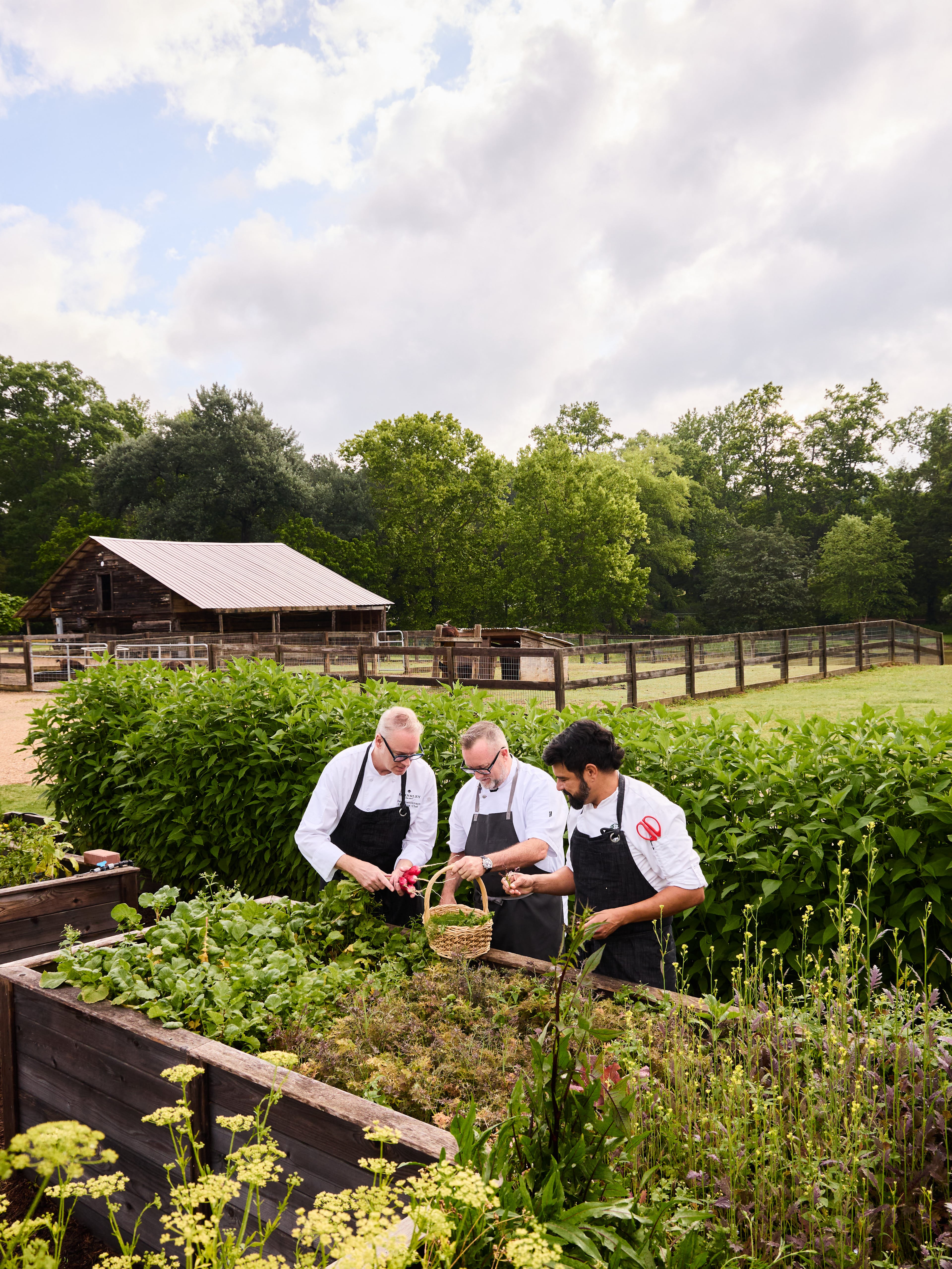 Barnsley Resort's Executive Chef Marc Suennemann (left), Chef Shaun Doty (center) and another Jules chef in the property's garden. (Peter Frank Edwards/Courtesy of Barnsley Resort)
